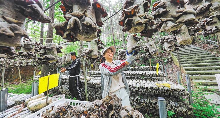 发展产业调研】林下生金不朽情缘模拟器【高