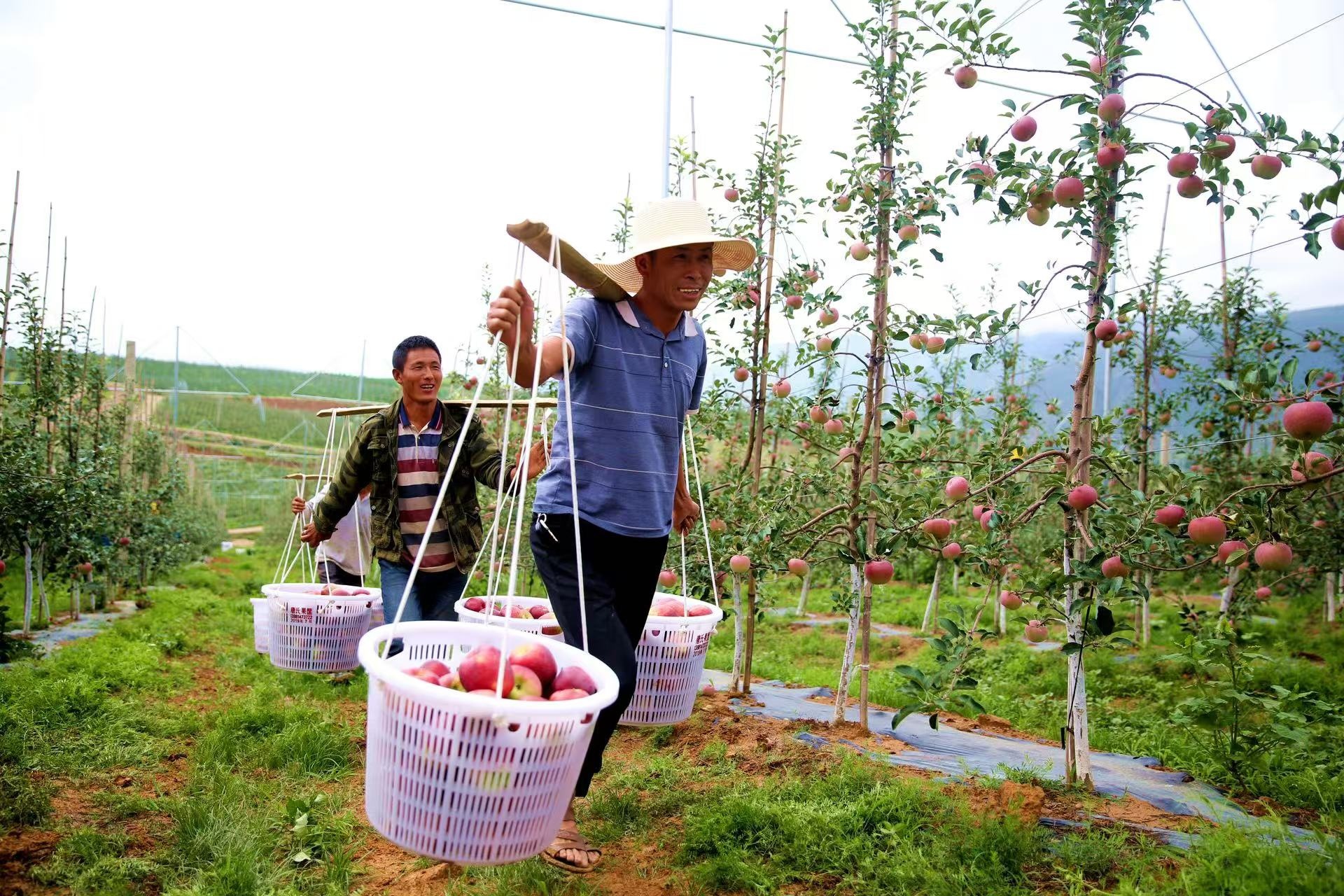 醇香酒 盐源苹果产业链再升级不朽情缘app苹果“酿”出(图2)